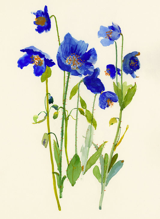 Blue Poppy Watercolour Workshop